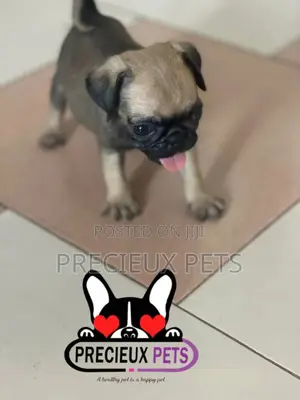 1-3 months Male Purebred Pug
