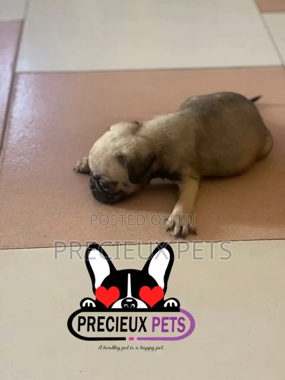 1-3 months Male Purebred Pug