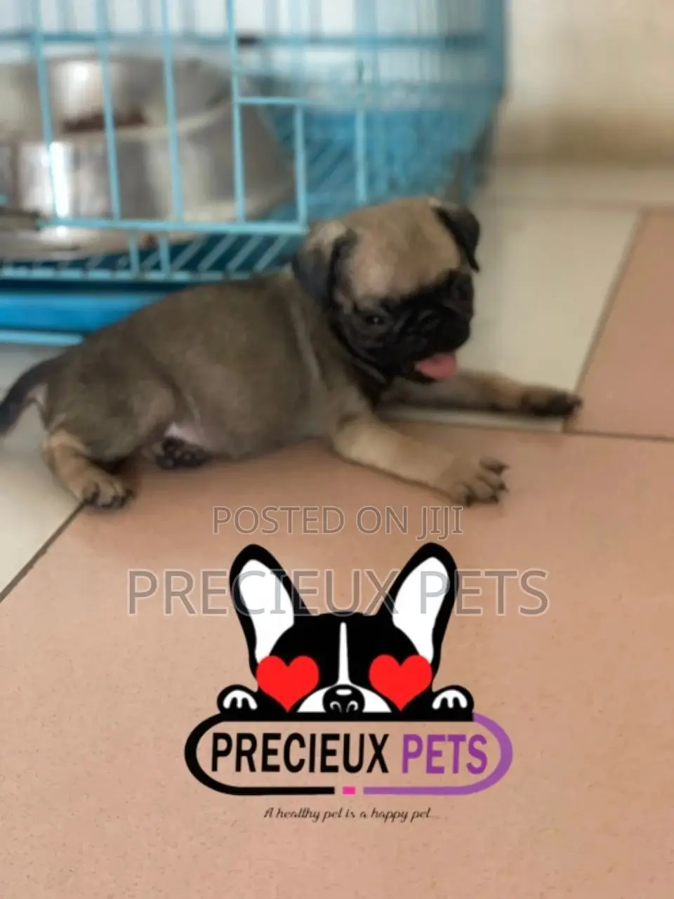 1-3 months Male Purebred Pug