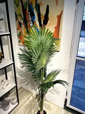170cm Fan Palm Plant