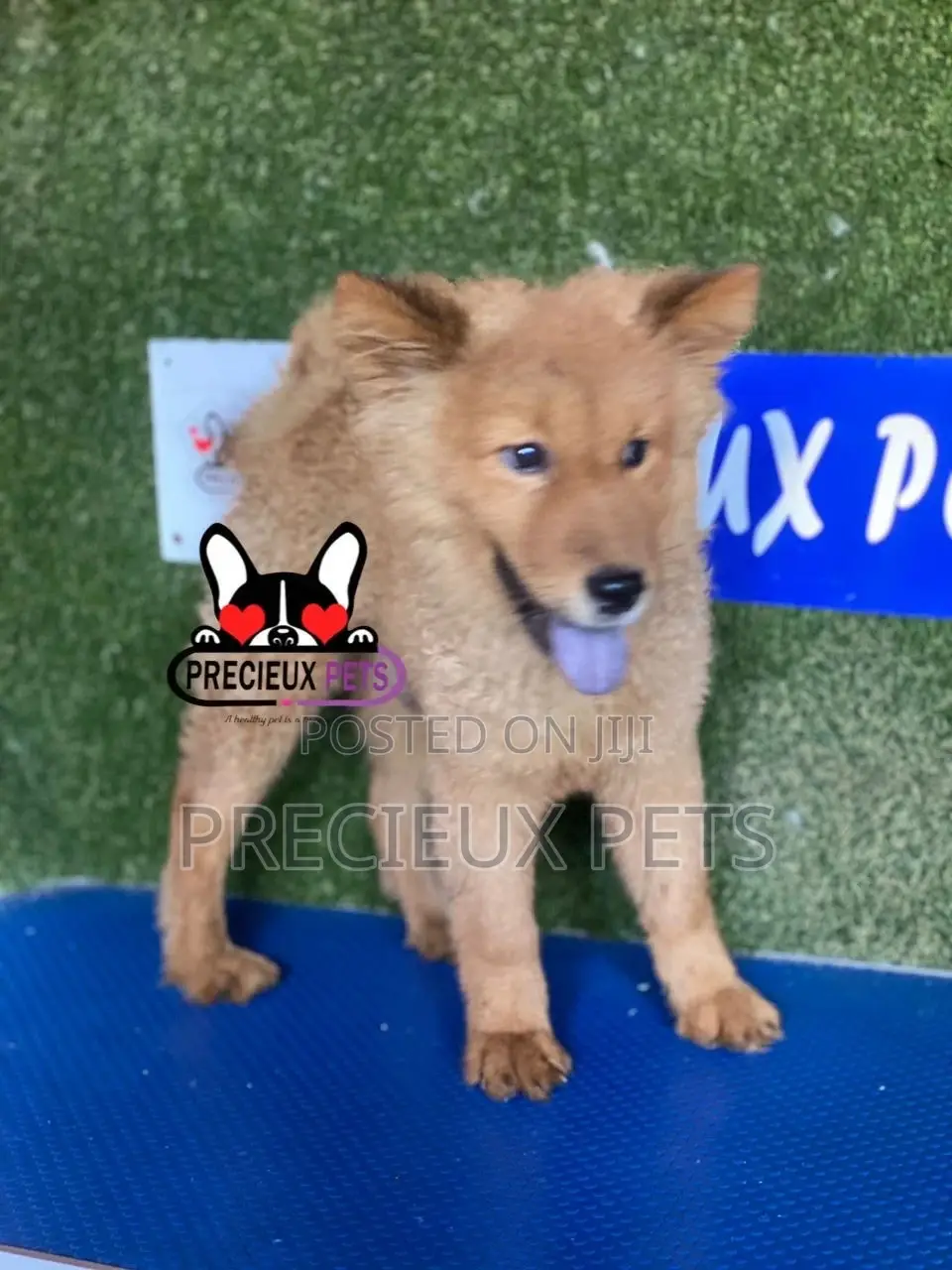 3-6 months Male Purebred Chow Chow