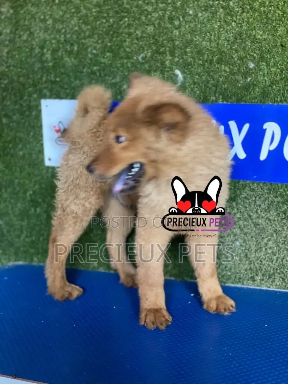 3-6 months Male Purebred Chow Chow