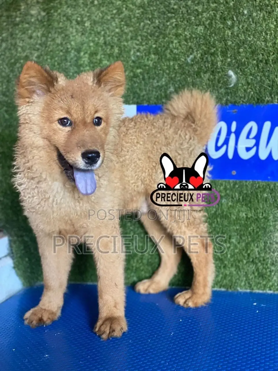 3-6 months Male Purebred Chow Chow