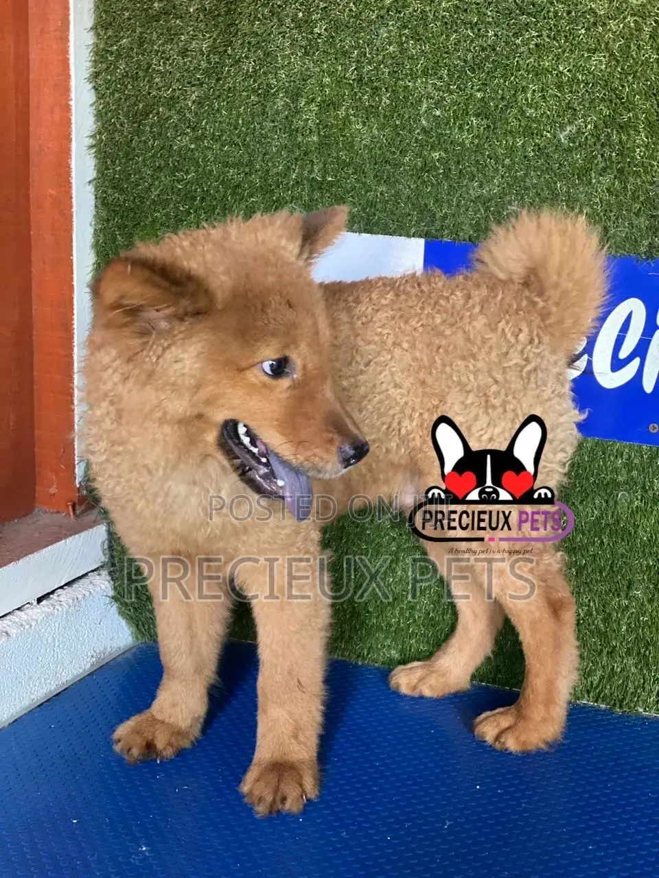 3-6 months Male Purebred Chow Chow