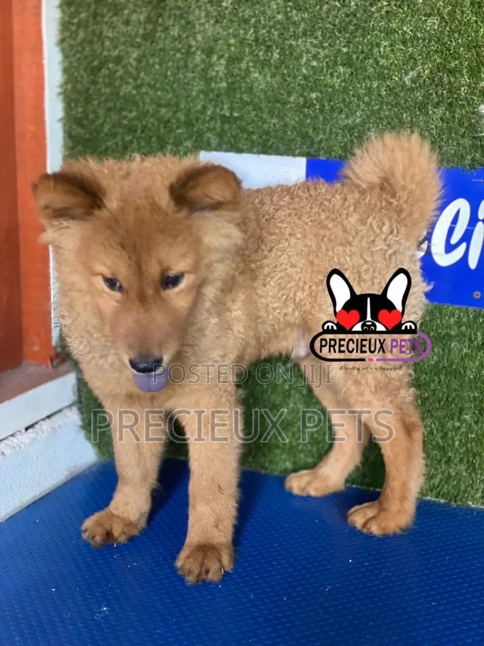 3-6 months Male Purebred Chow Chow