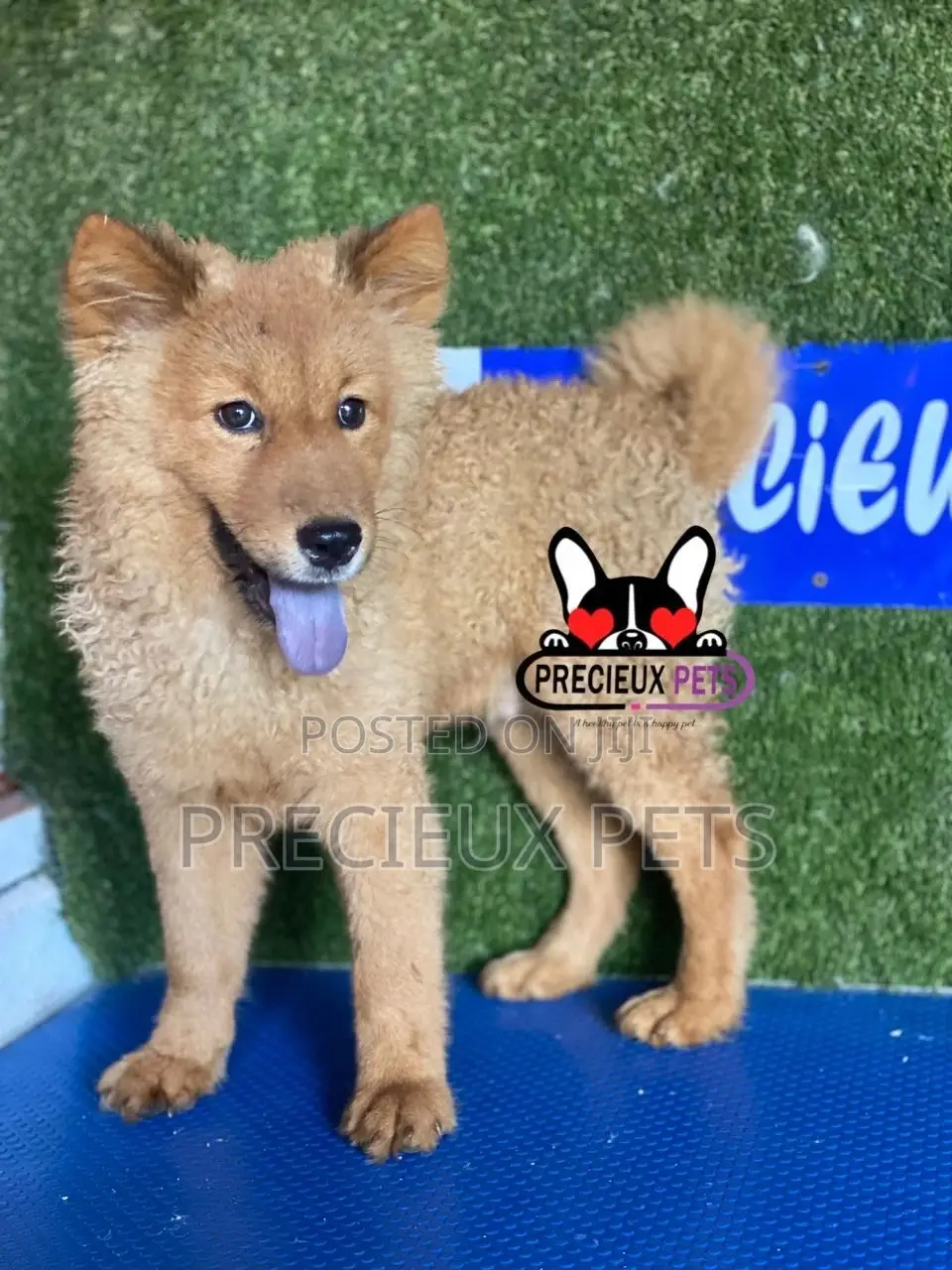 3-6 months Male Purebred Chow Chow