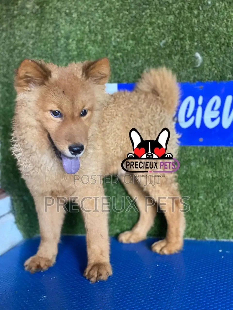 3-6 months Male Purebred Chow Chow
