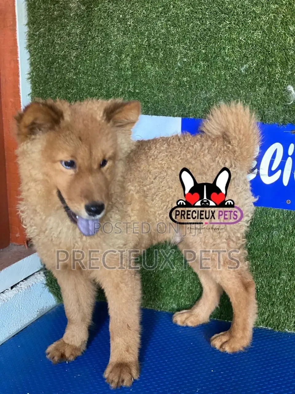 3-6 months Male Purebred Chow Chow