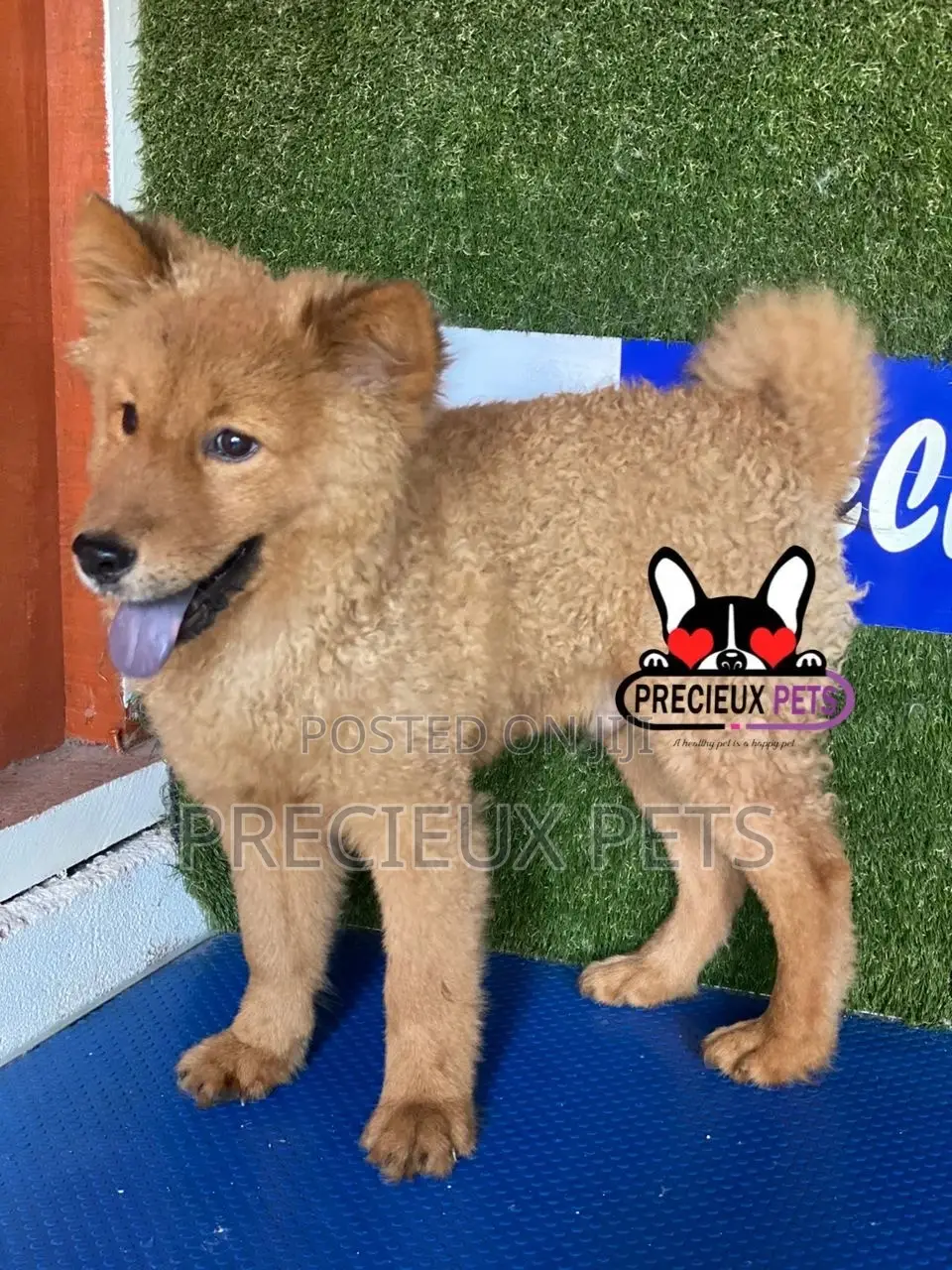 3-6 months Male Purebred Chow Chow