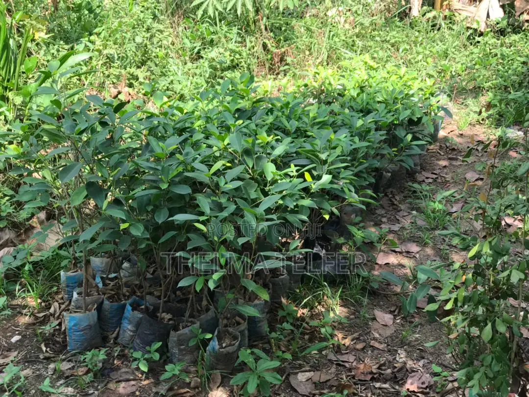Nursery Royal Palms and Ficus for Sale in Takoradi Landscaping
