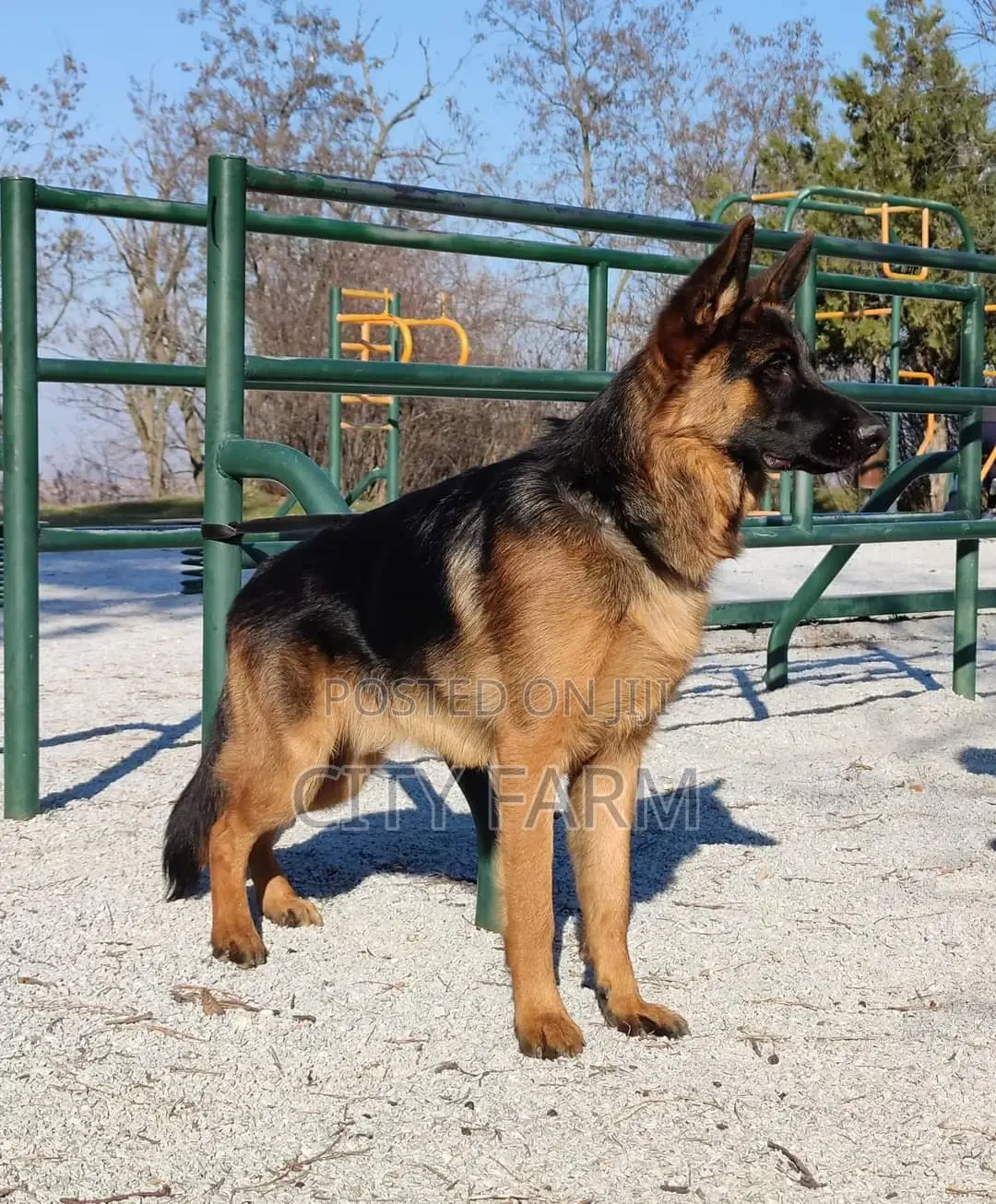 3-6 months Male Purebred German Shepherd