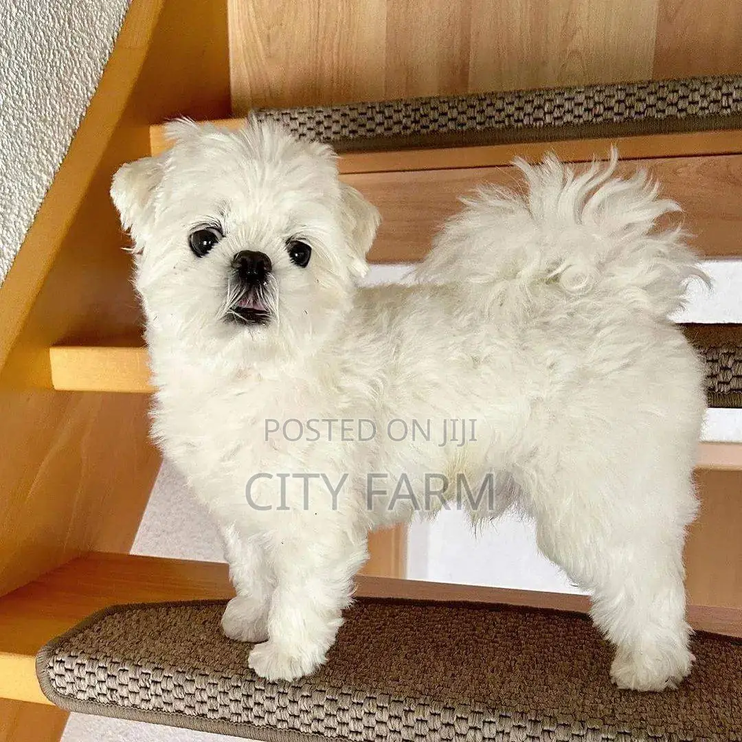 1-3 months Male Purebred Maltese
