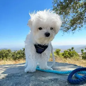 1-3 months Male Purebred Maltese