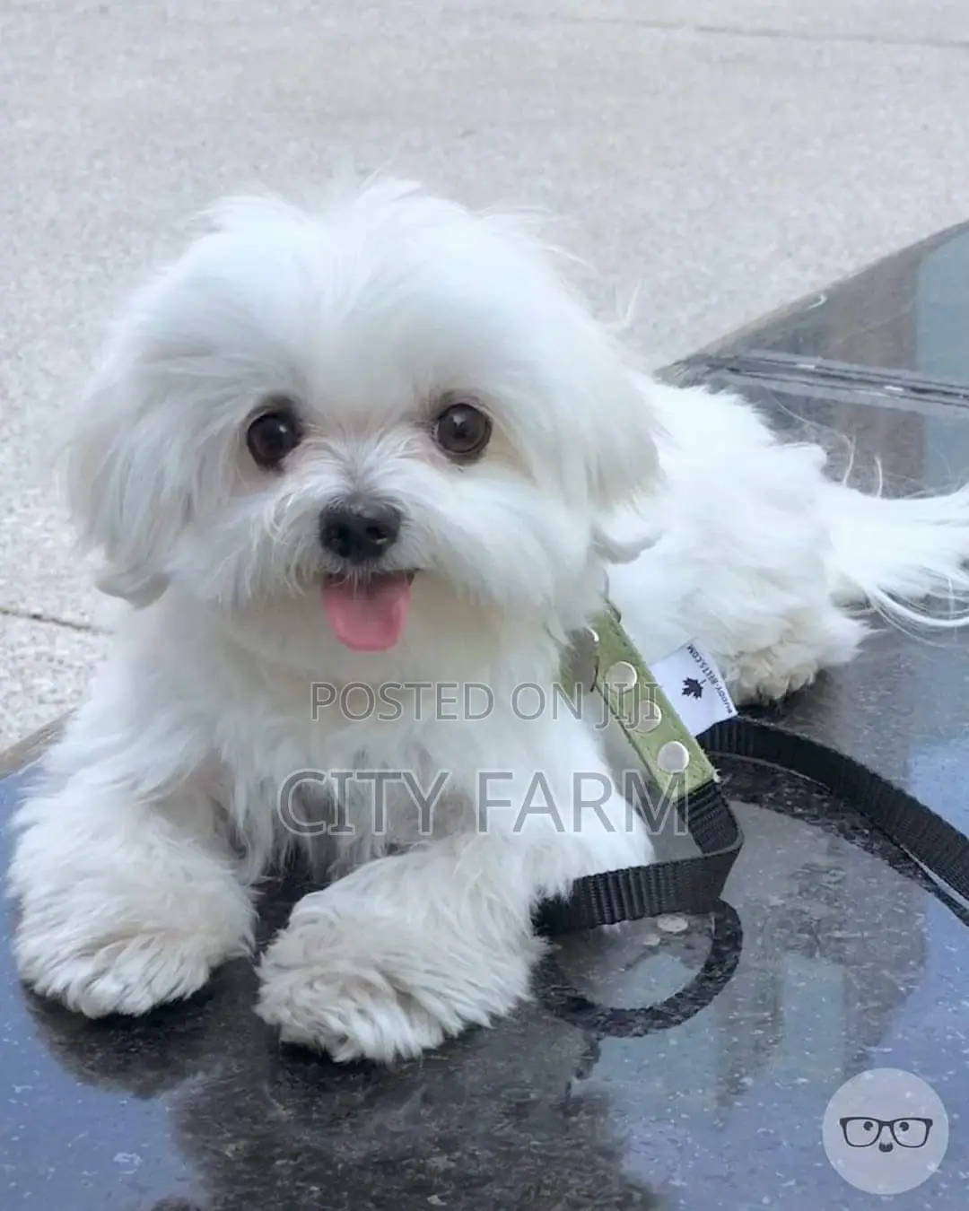 1-3 months Male Purebred Maltese