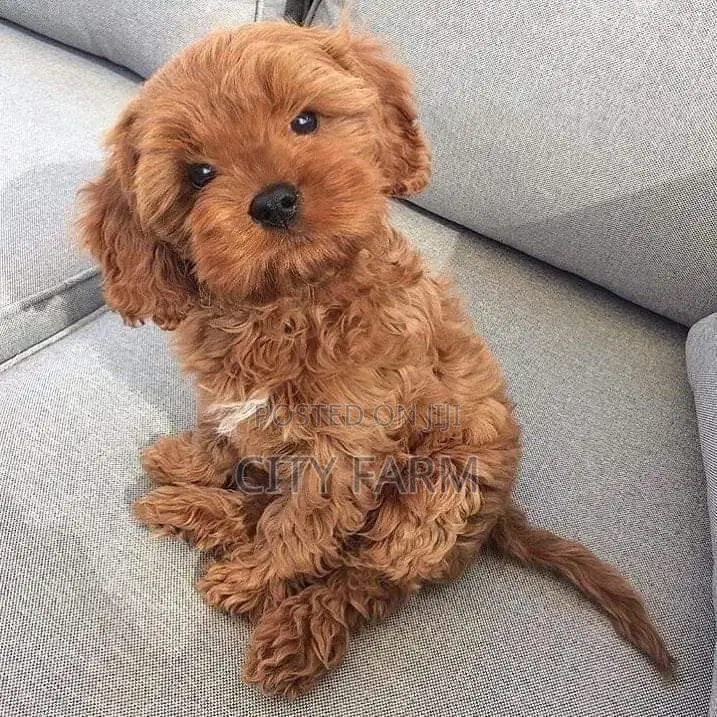1-3 months Male Purebred Poodle