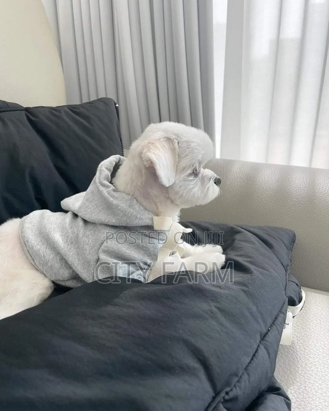1-3 months Male Purebred Maltese