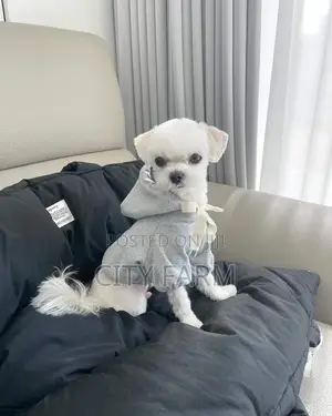 1-3 months Male Purebred Maltese