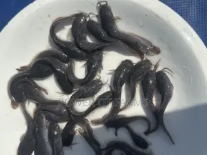 Juveniles Catfish
