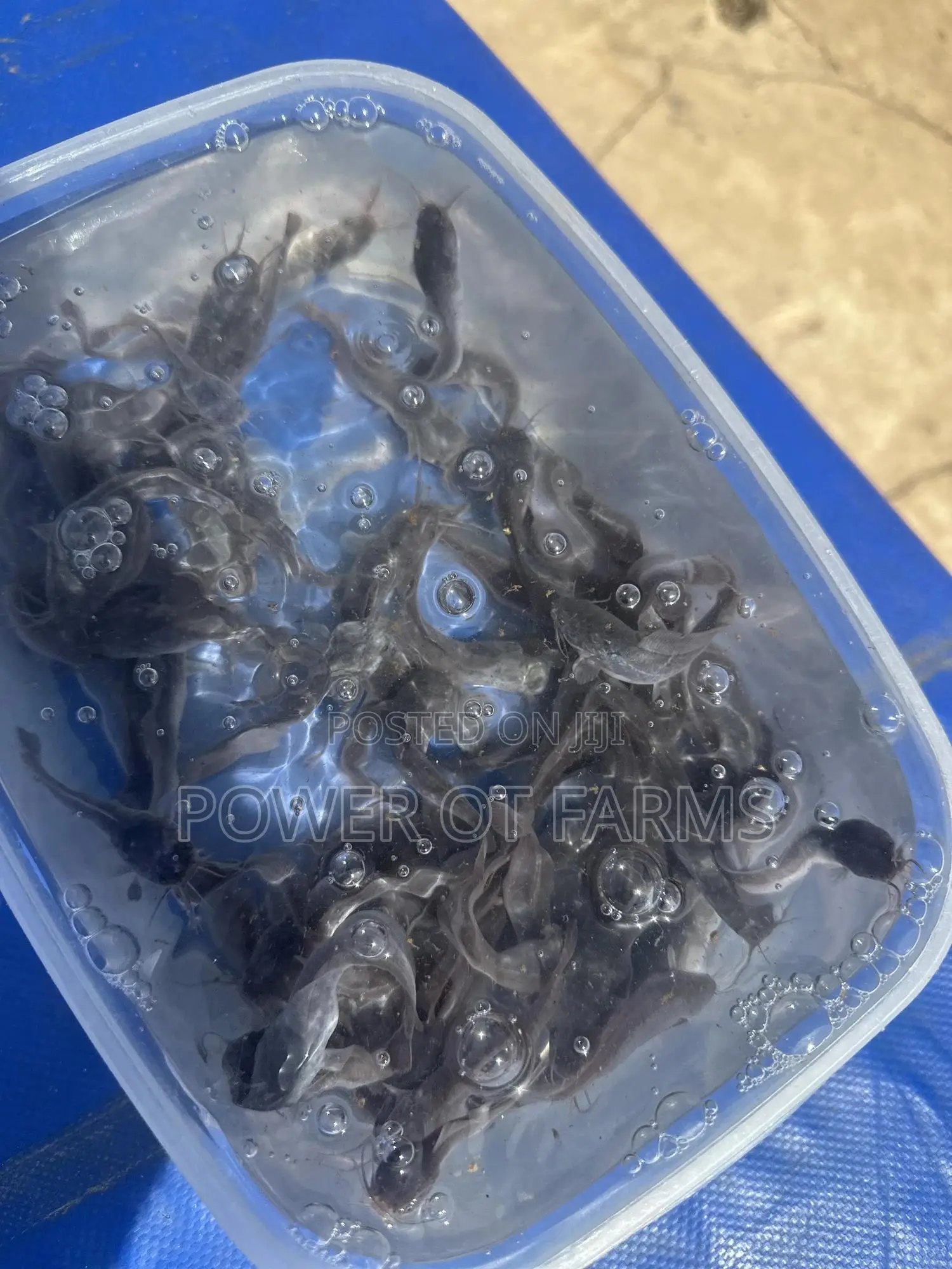 Juveniles Catfish