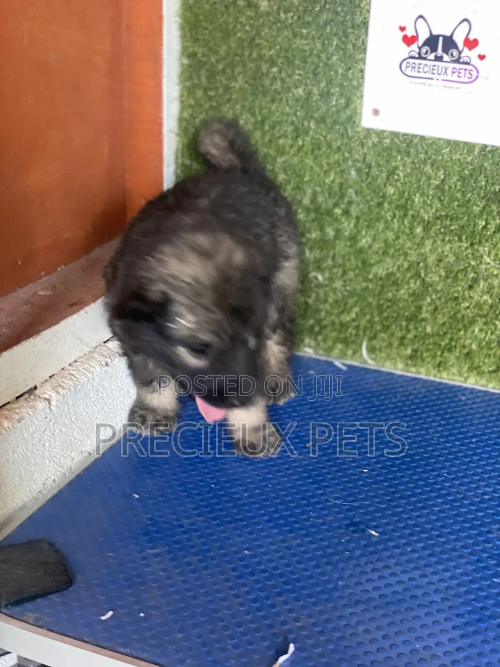 1-3 months Male Purebred Caucasian Shepherd