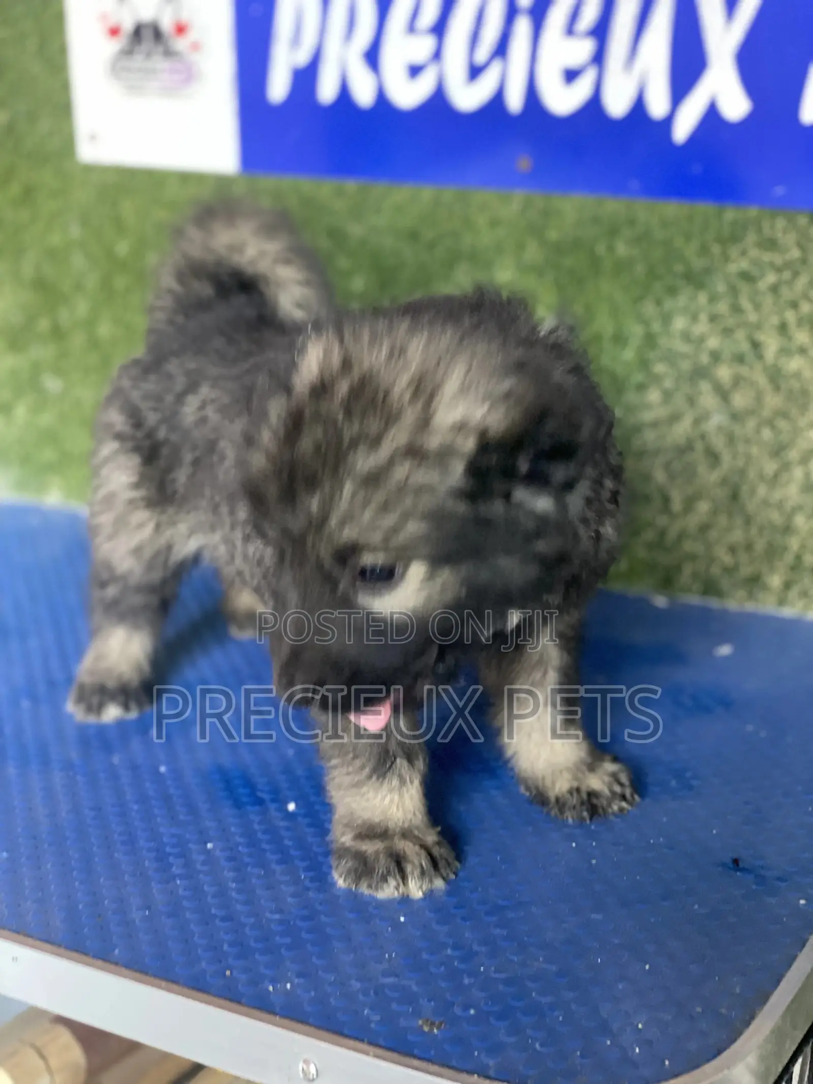 1-3 months Male Purebred Caucasian Shepherd