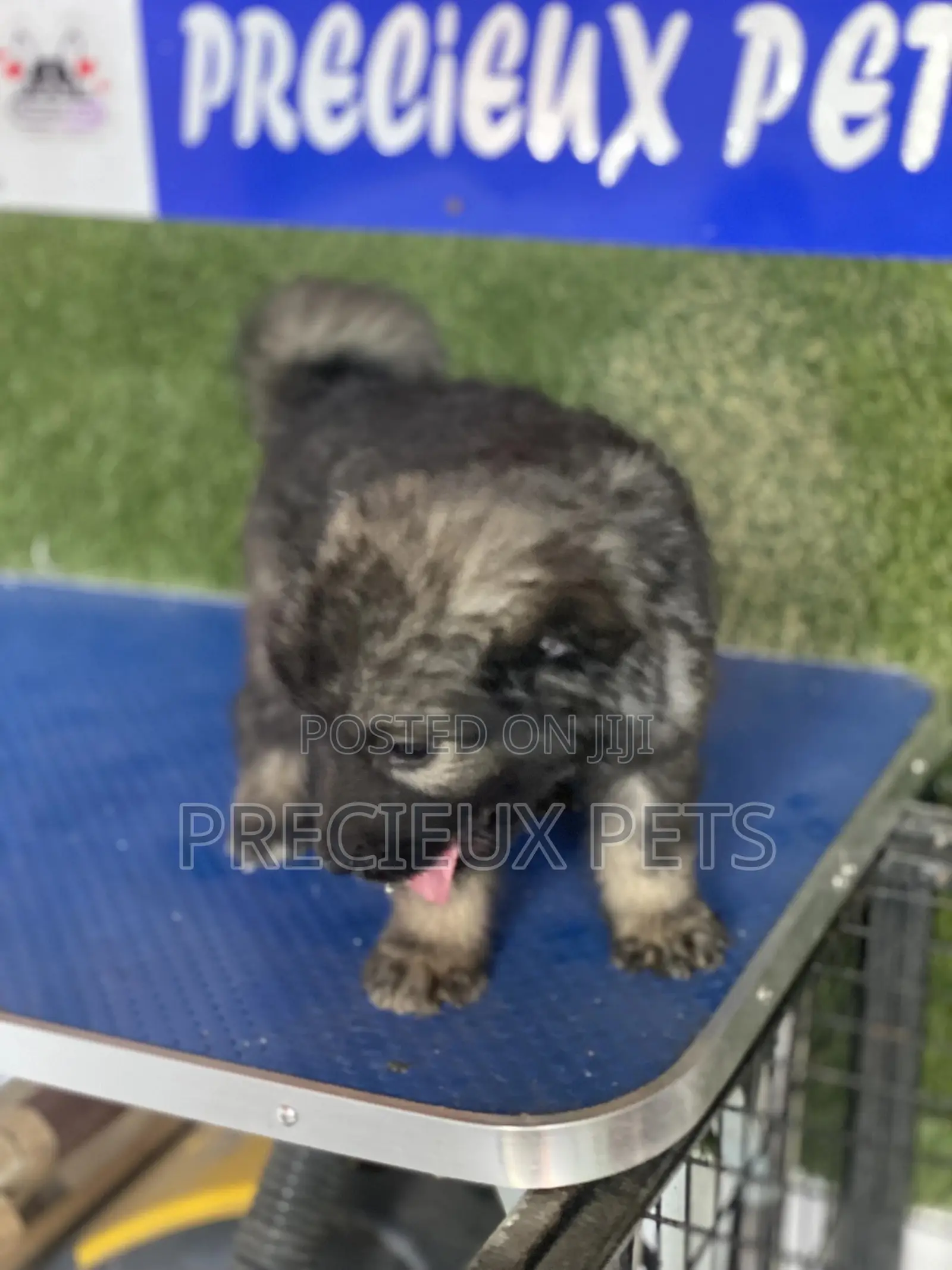 1-3 months Male Purebred Caucasian Shepherd
