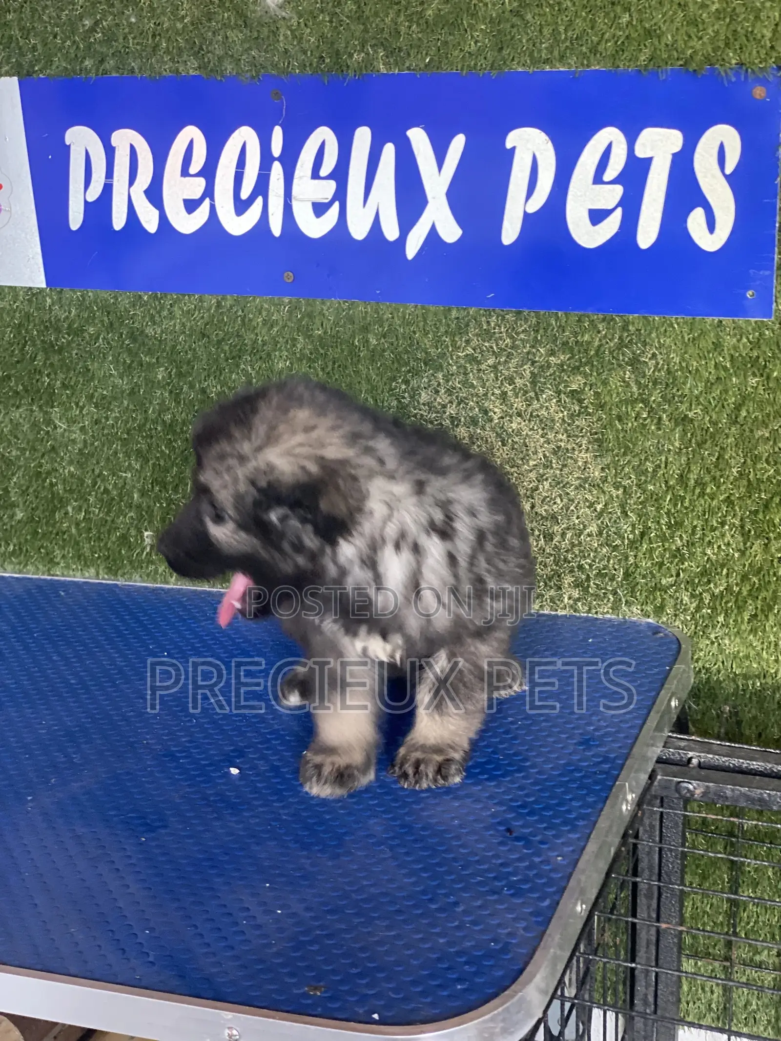 1-3 months Male Purebred Caucasian Shepherd
