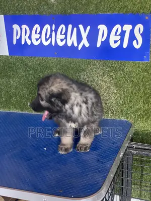 1-3 months Male Purebred Caucasian Shepherd