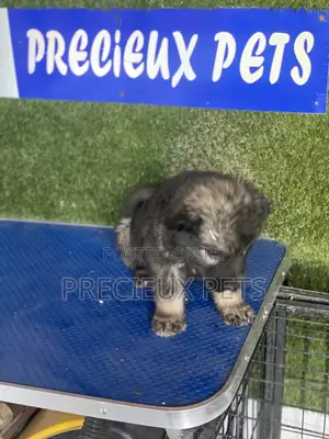 1-3 months Male Purebred Caucasian Shepherd