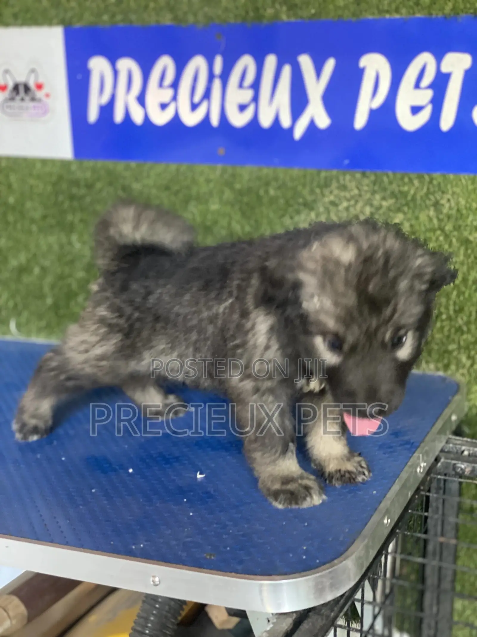1-3 months Male Purebred Caucasian Shepherd