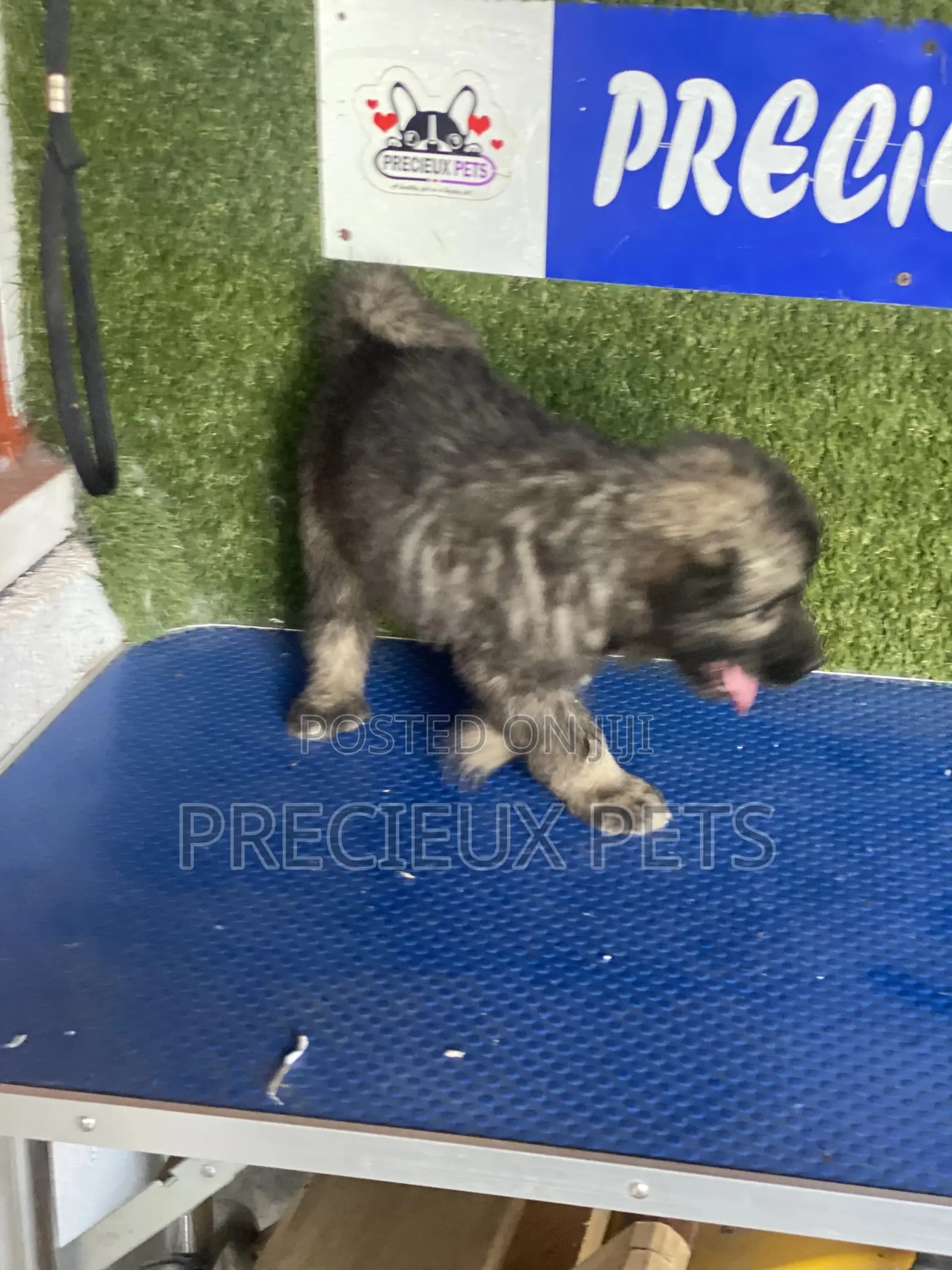 1-3 months Male Purebred Caucasian Shepherd