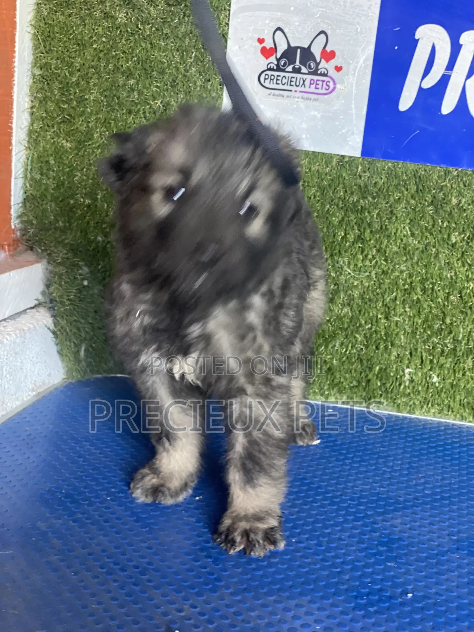1-3 months Male Purebred Caucasian Shepherd