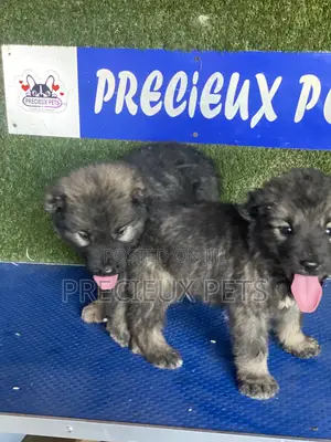1-3 months Female Purebred Caucasian Shepherd
