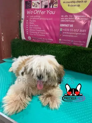 1-3 months Male Purebred Shih Tzu