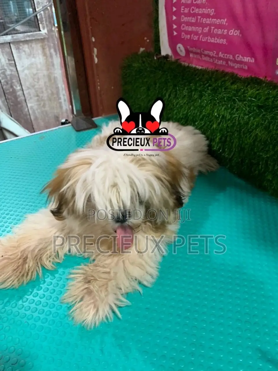 1-3 months Male Purebred Shih Tzu