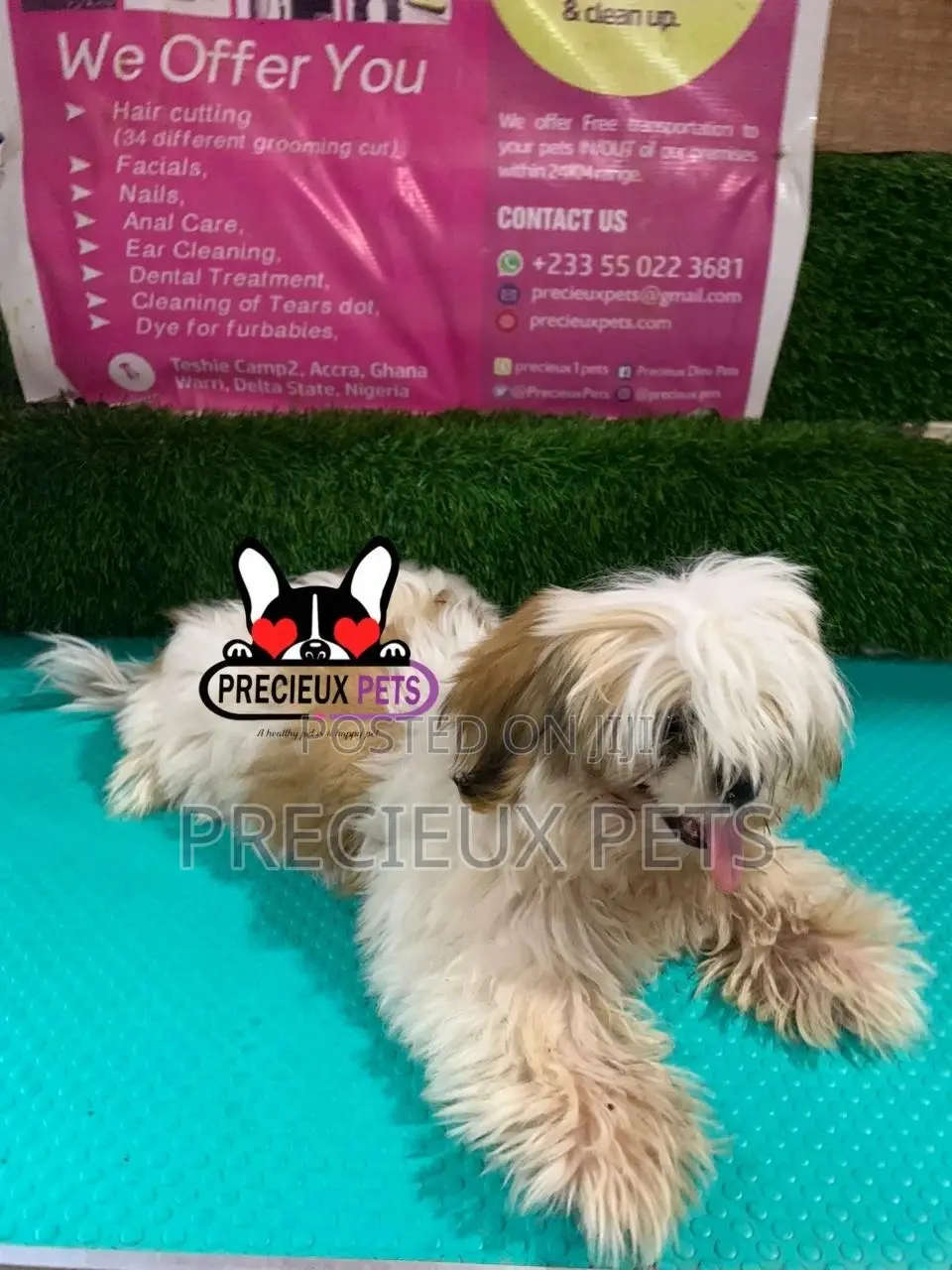 1-3 months Male Purebred Shih Tzu