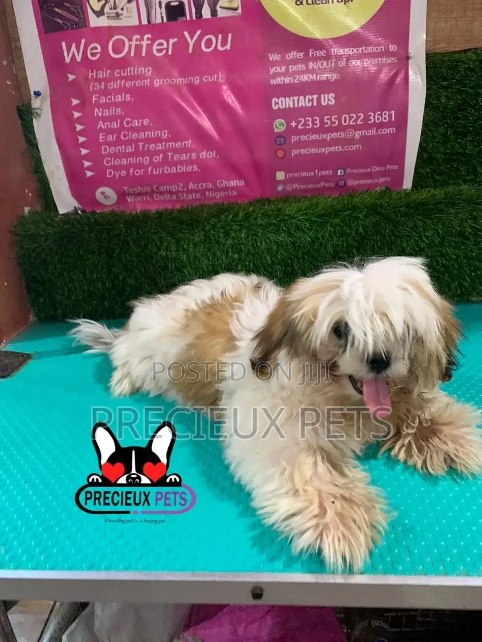 1-3 months Male Purebred Shih Tzu