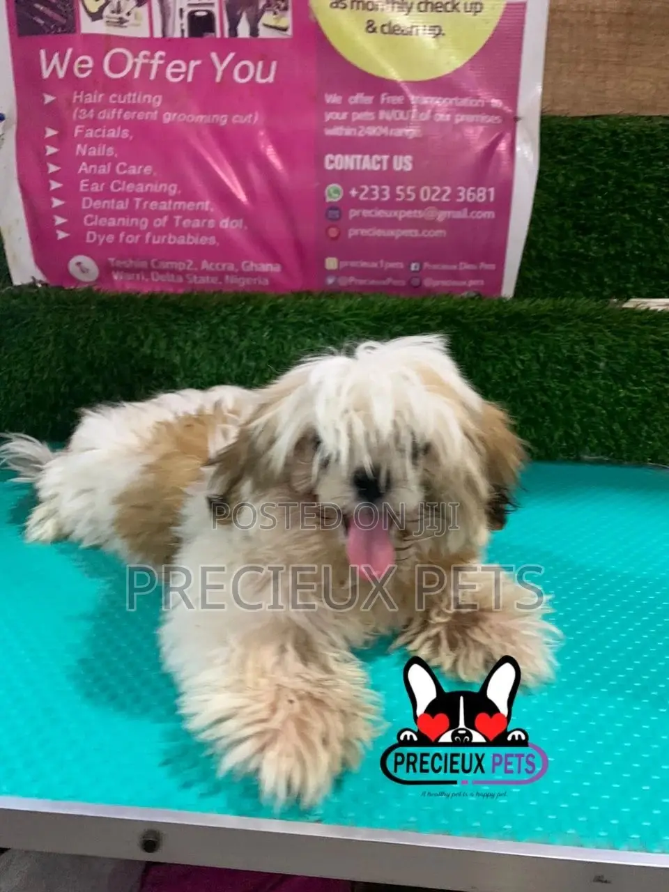 1-3 months Male Purebred Shih Tzu