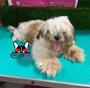 1-3 months Male Purebred Shih Tzu