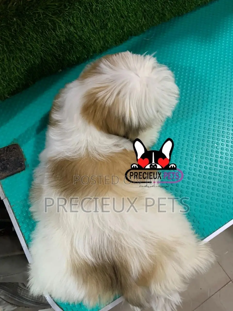 1-3 months Male Purebred Shih Tzu