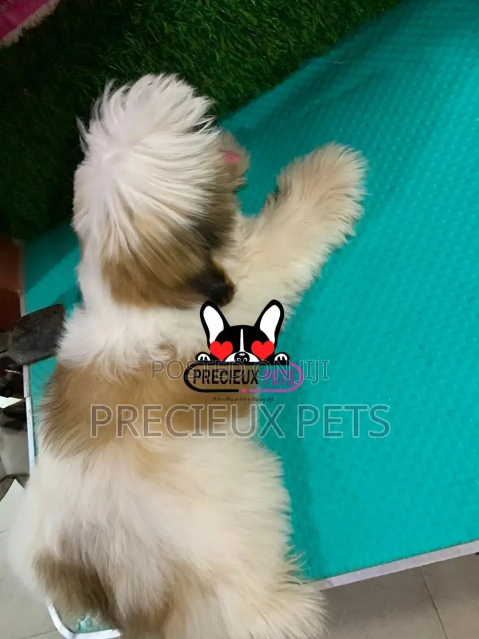 1-3 months Male Purebred Shih Tzu