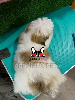 1-3 months Male Purebred Shih Tzu