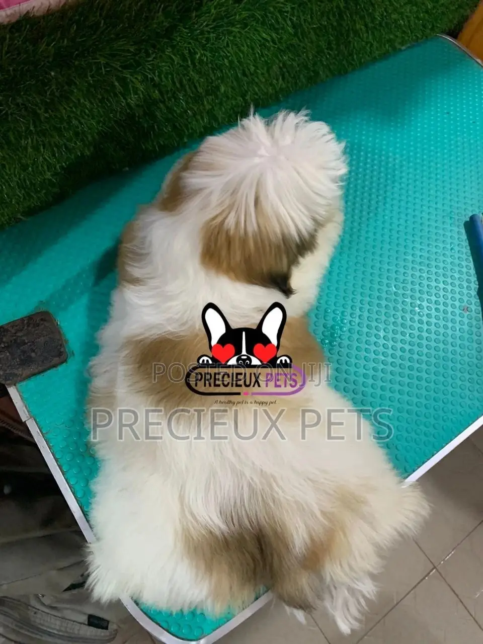 1-3 months Male Purebred Shih Tzu
