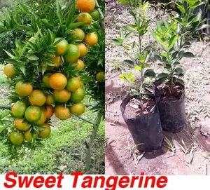 Grafted Tangerine