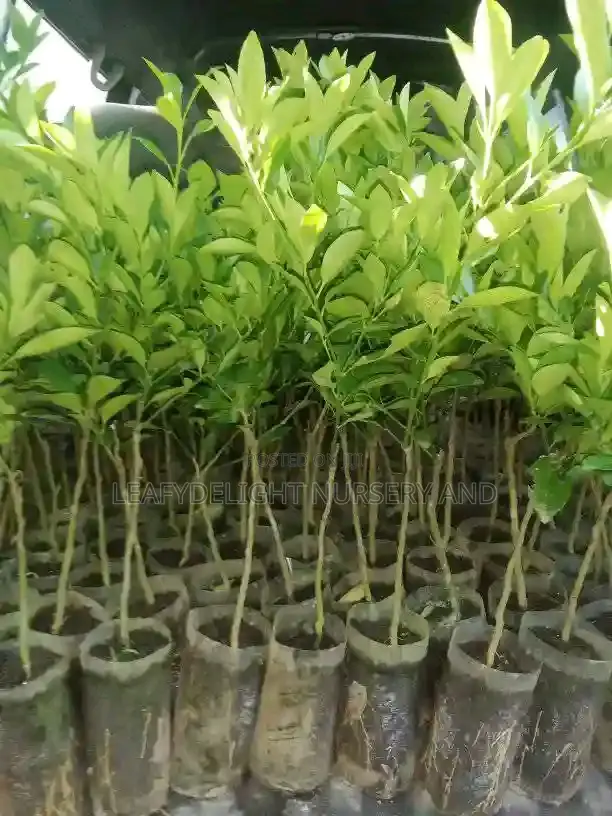 Grafted Tangerine