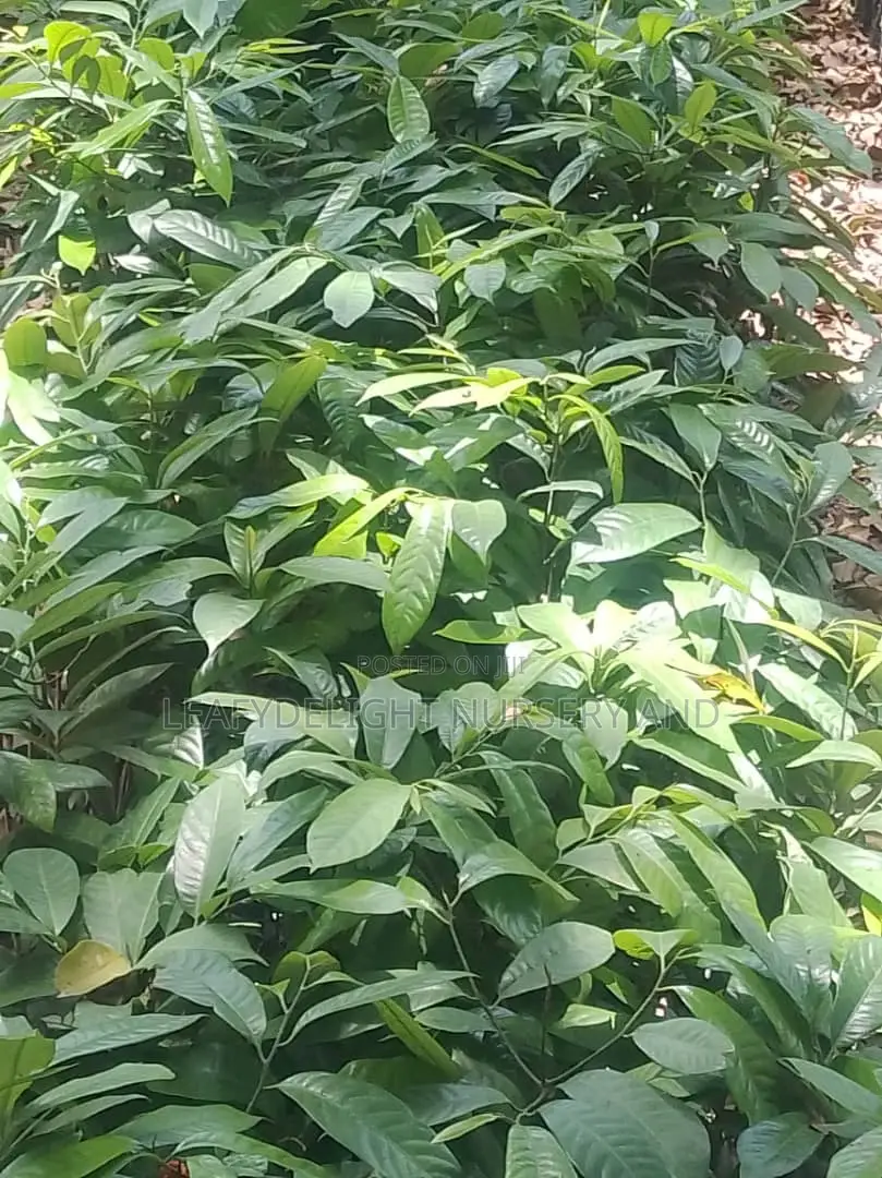 Nutmeg Seedlings