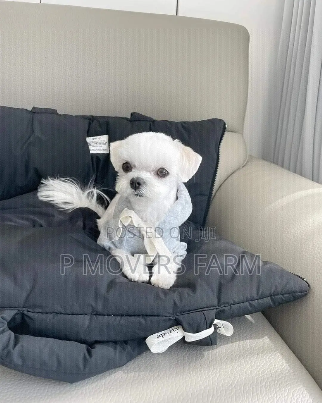 1-3 months Male Purebred Poodle