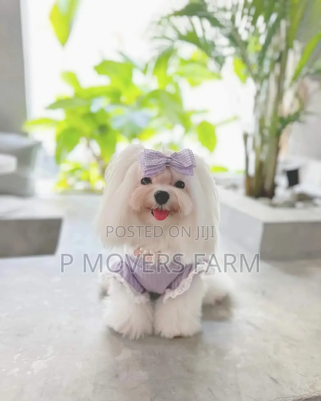 1-3 months Female Purebred Maltese