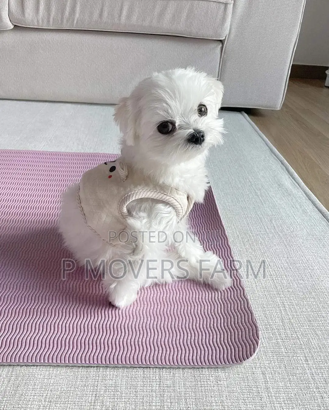 1-3 months Male Purebred Maltese