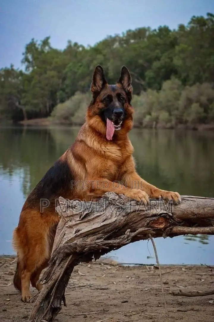 1-3 months Male Purebred German Shepherd